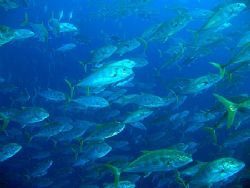 Huge shoal of jacks, taken at Jackfish Alley, Ras Mohamed... by Nikki Van Veelen 